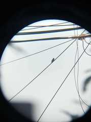 Chlorostilbon lucidus