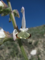 Salvia verbascifolia