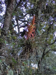 Tillandsia violacea