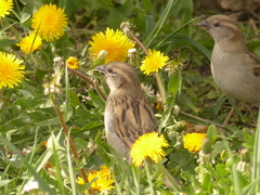 Passer domesticus
