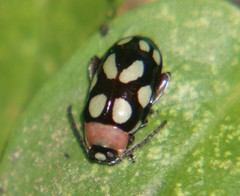 Omophoita simulans