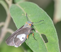 Coeliades anchises