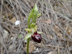 Ophrys sphegodes provincialis