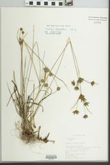 Cyperus houghtonii