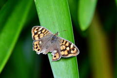 Pararge aegeria aegeria