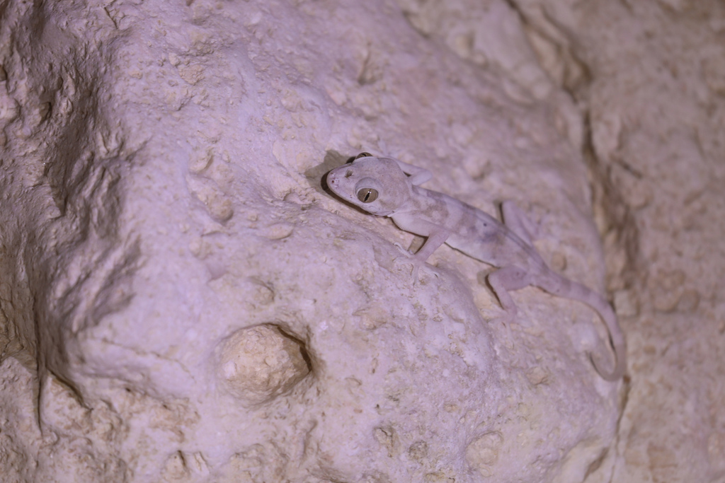 Ghost Gecko