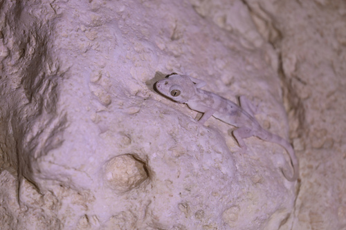 Dhofar Leaf-toed Gecko, Hemidactylus lemurinus