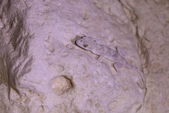 Hemidactylus lemurinus