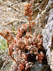 Sedum obtusatum