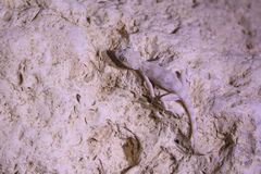Hemidactylus lemurinus