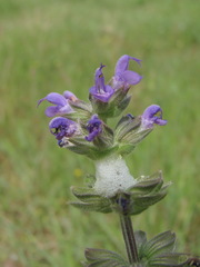 Salvia verbenaca