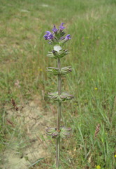Salvia verbenaca