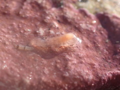 Leptoplanoidea
