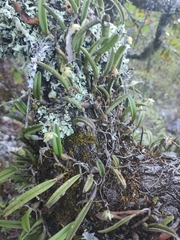 Homalopetalum kienastii