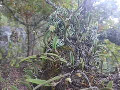 Homalopetalum kienastii