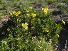 Flourensia thurifera