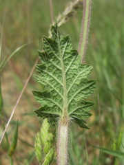 Salvia verbenaca