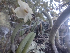 Homalopetalum kienastii