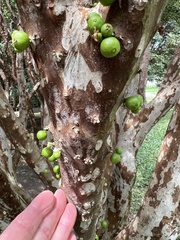 Plinia cauliflora