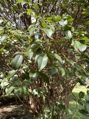 Plinia cauliflora