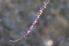 Amorpheae