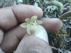 Homalopetalum kienastii