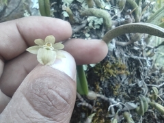 Homalopetalum kienastii
