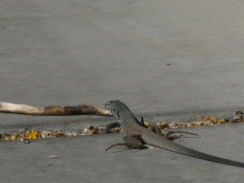 iNaturalist observation photo of Western Whiptail