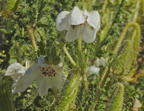 Caiophora clavata (Caiophora clavata)