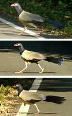 Carpococcyx renauldi