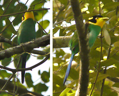 Psarisomus dalhousiae