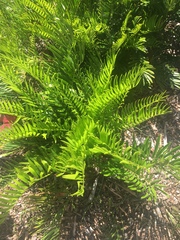 Zamia pumila