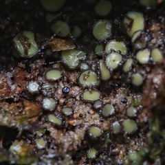 Podophacidium xanthomelum