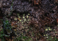Podophacidium xanthomelum