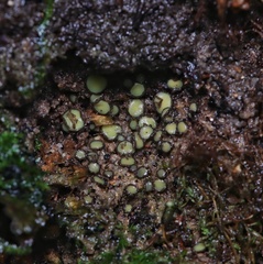 Podophacidium xanthomelum