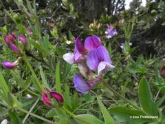 Lathyrus magellanicus