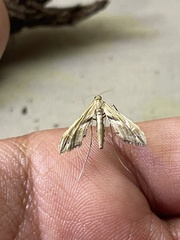 Lineodes elcodes