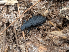 Polypleurus geminatus