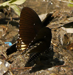 Papilio castor