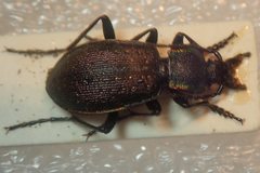 Carabus aurocinctus