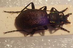 Carabus aurocinctus
