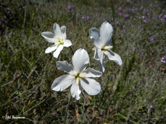 Leucocoryne ixioides