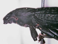 Polypleurus perforatus