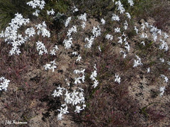 Leucocoryne ixioides