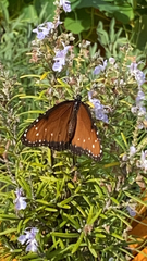 Danaus gilippus