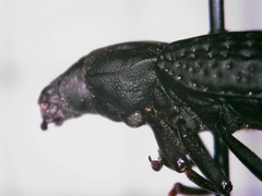Polypleurus perforatus