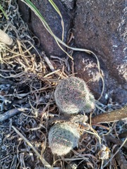 Escobaria chihuahuensis