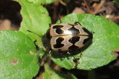 Oligocorynus duodecimmaculatus