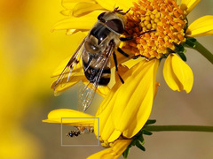 Euaresta bellula