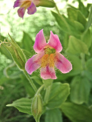 Erythranthe erubescens